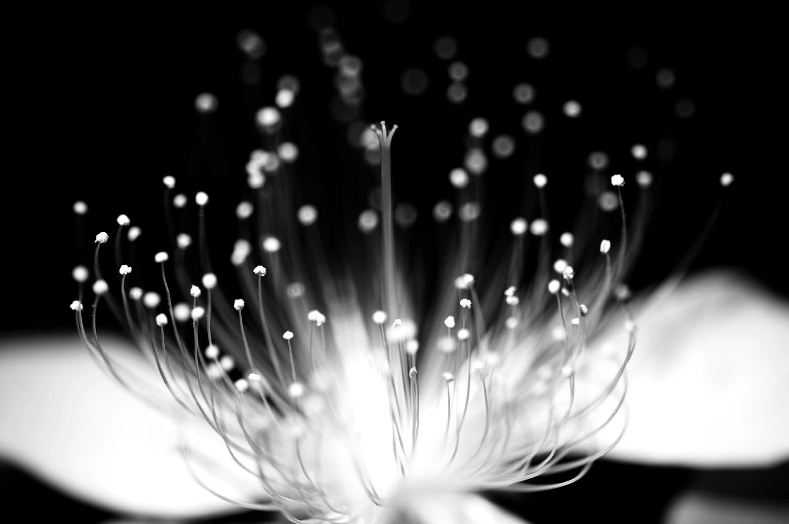 Macro photo of a Chinese St John's wort flower