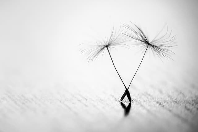 Blow away dandelion seed