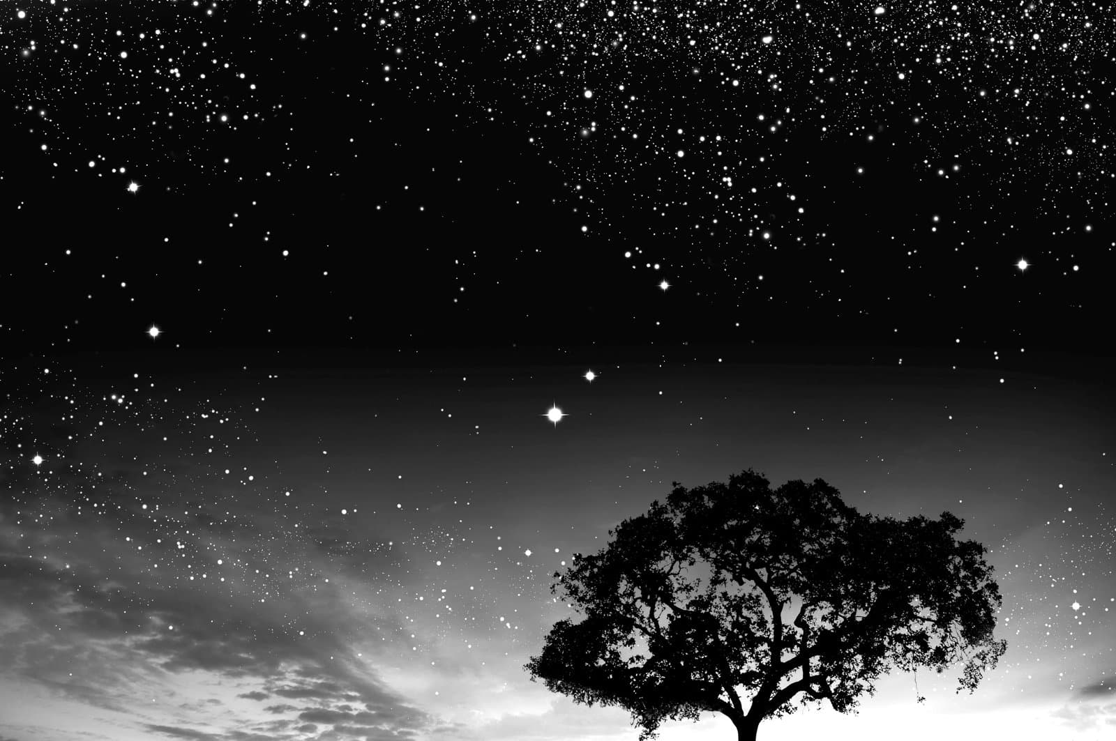 Silhouetted tree beneath a star-filled night sky.