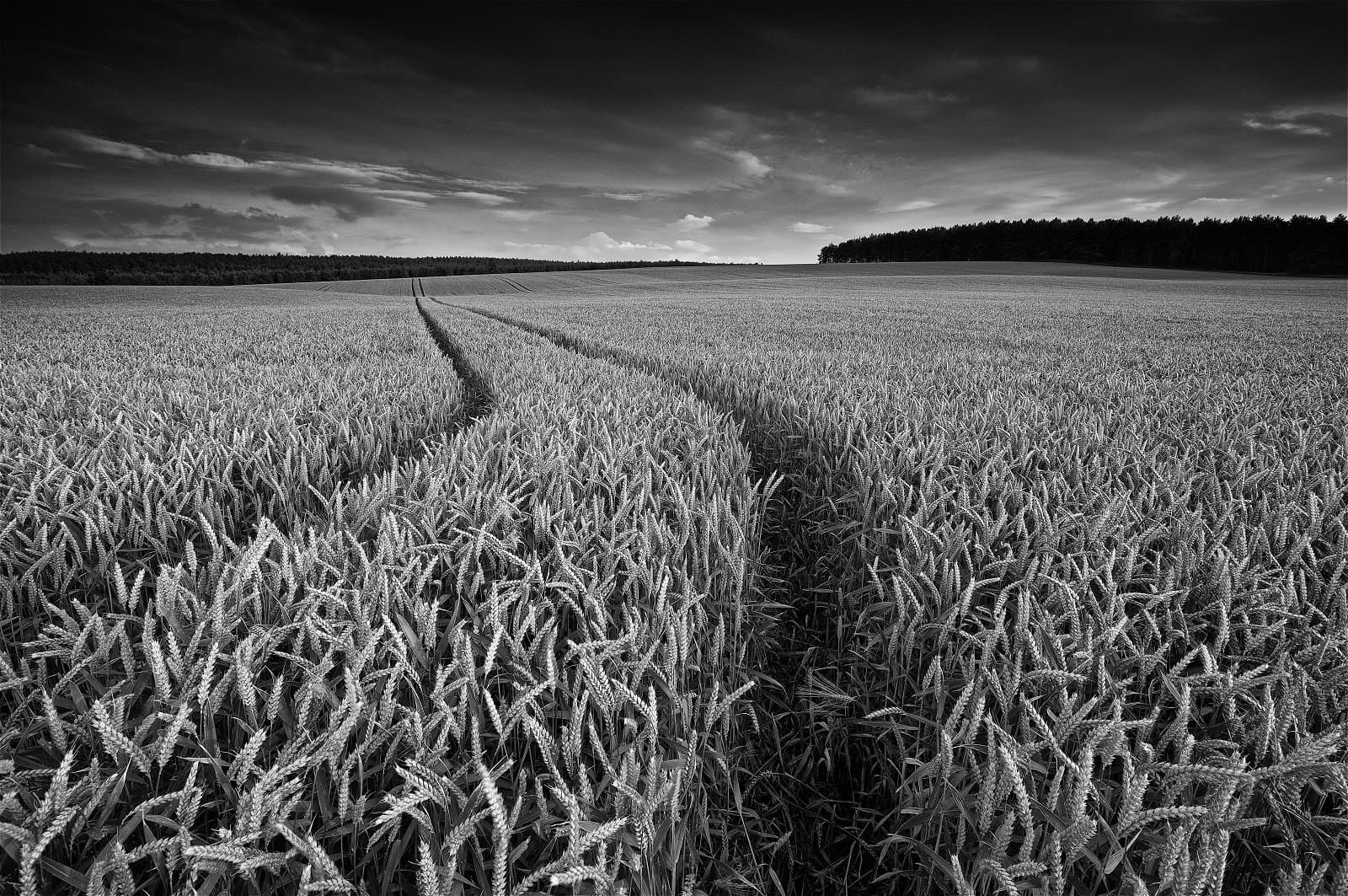 Wheat Field Photograph in Summer in England showing the detail and movement in the wheat against a dramatic sky